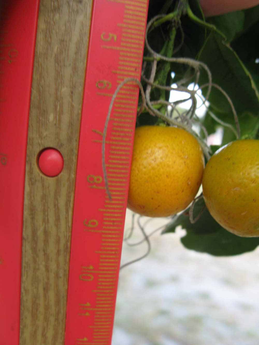                  Fruit of Calamondin (Winter Haven,   FL)       